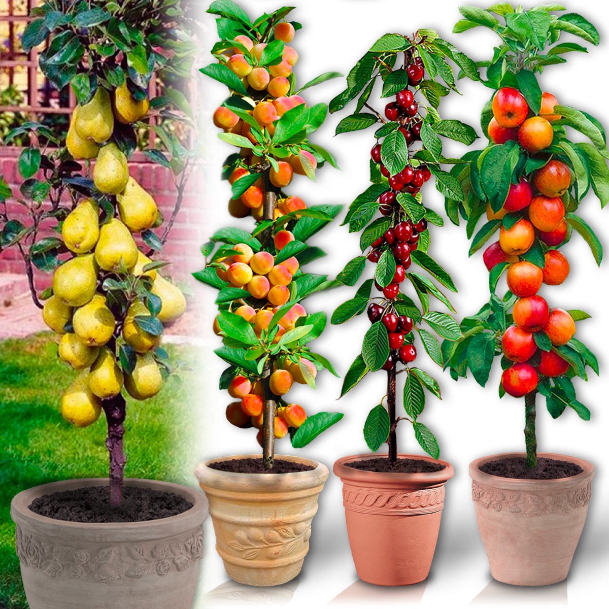 Assortiment composé de 4 arbres fruitiers colonnaires