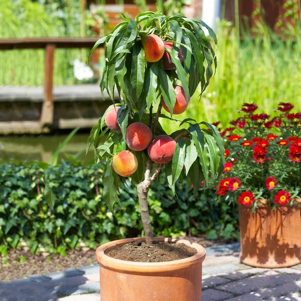 Assortiment composé de 6 arbres fruitiers colonnaires