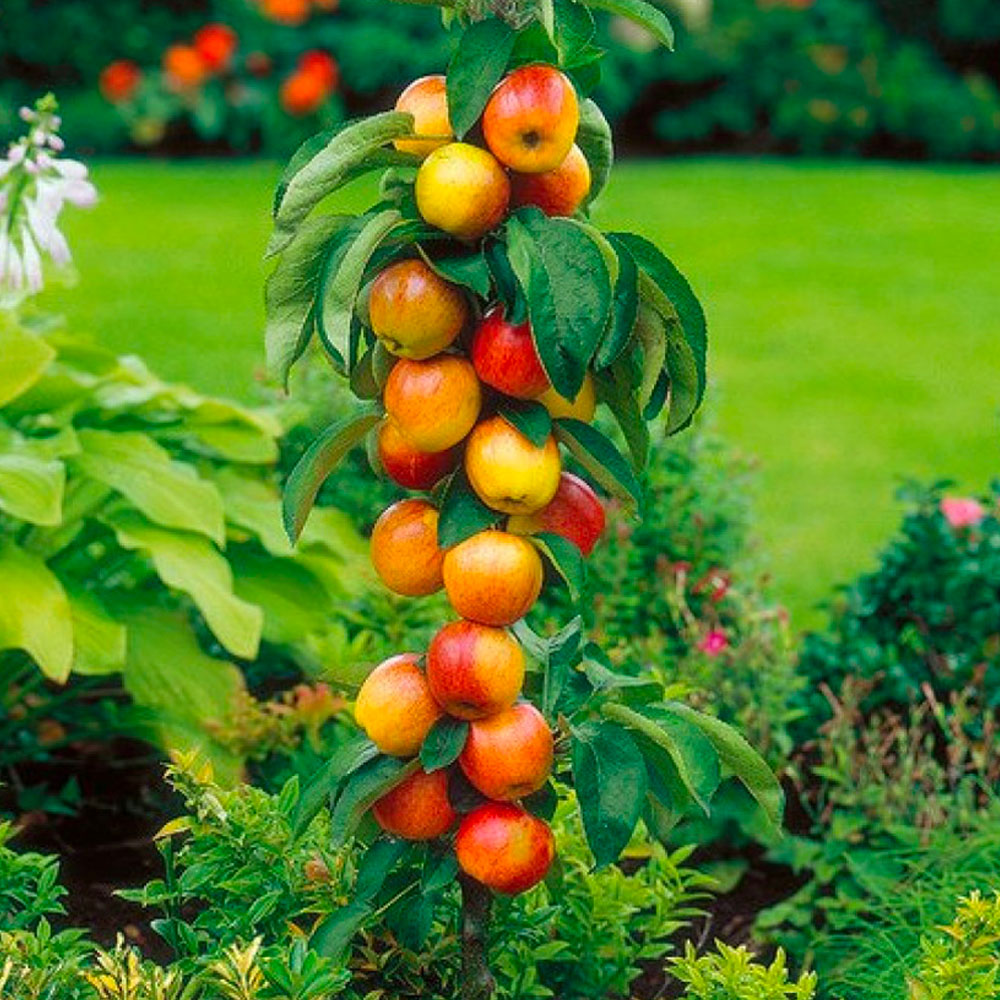 Assortiment composé de 6 arbres fruitiers colonnaires