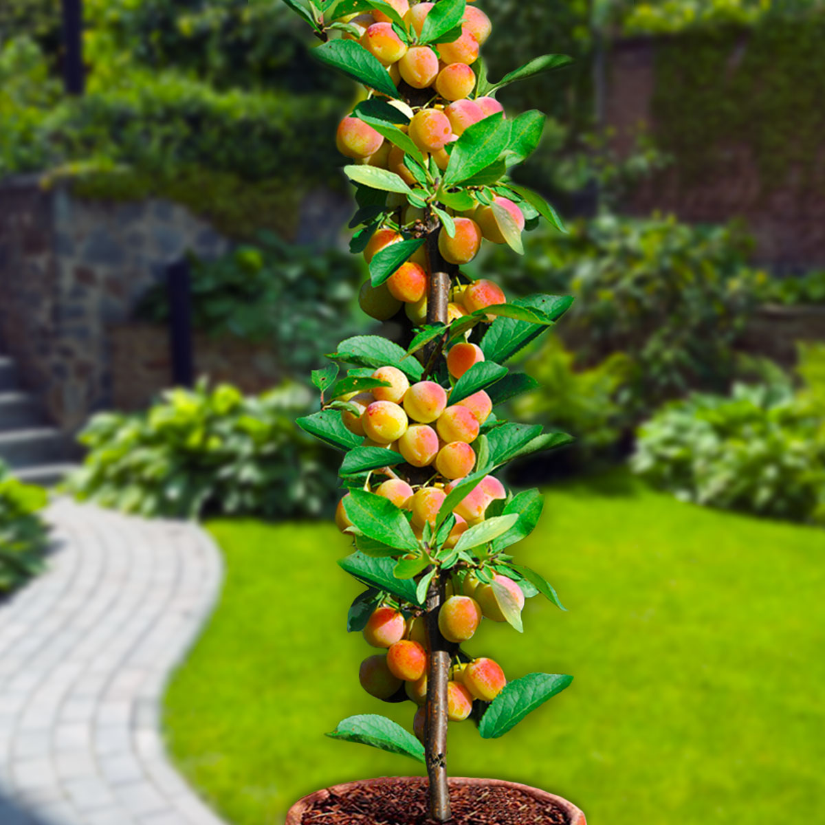 Assortiment composé de 6 arbres fruitiers colonnaires
