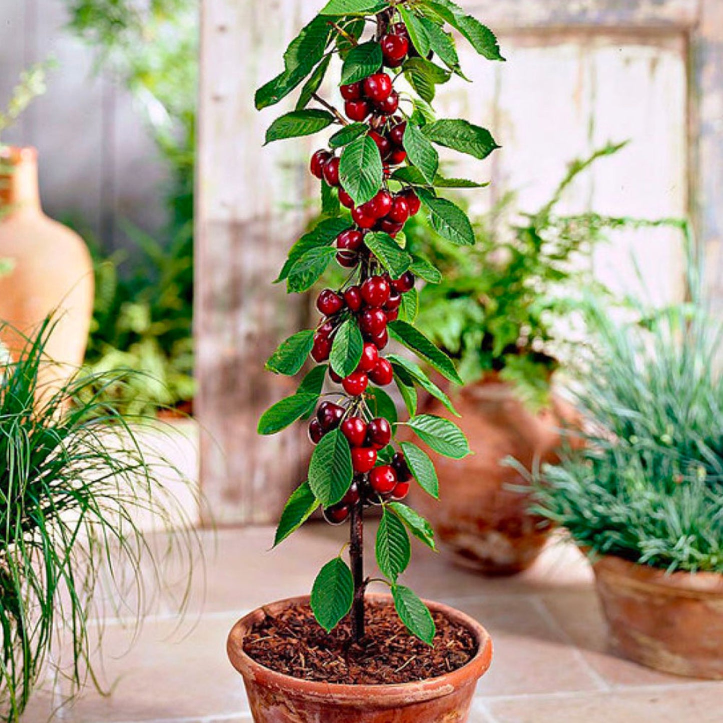 Assortiment composé de 6 arbres fruitiers colonnaires