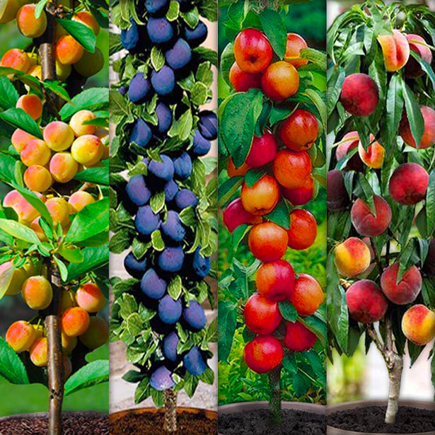 Assortiment composé de 4 arbres fruitiers colonnaires