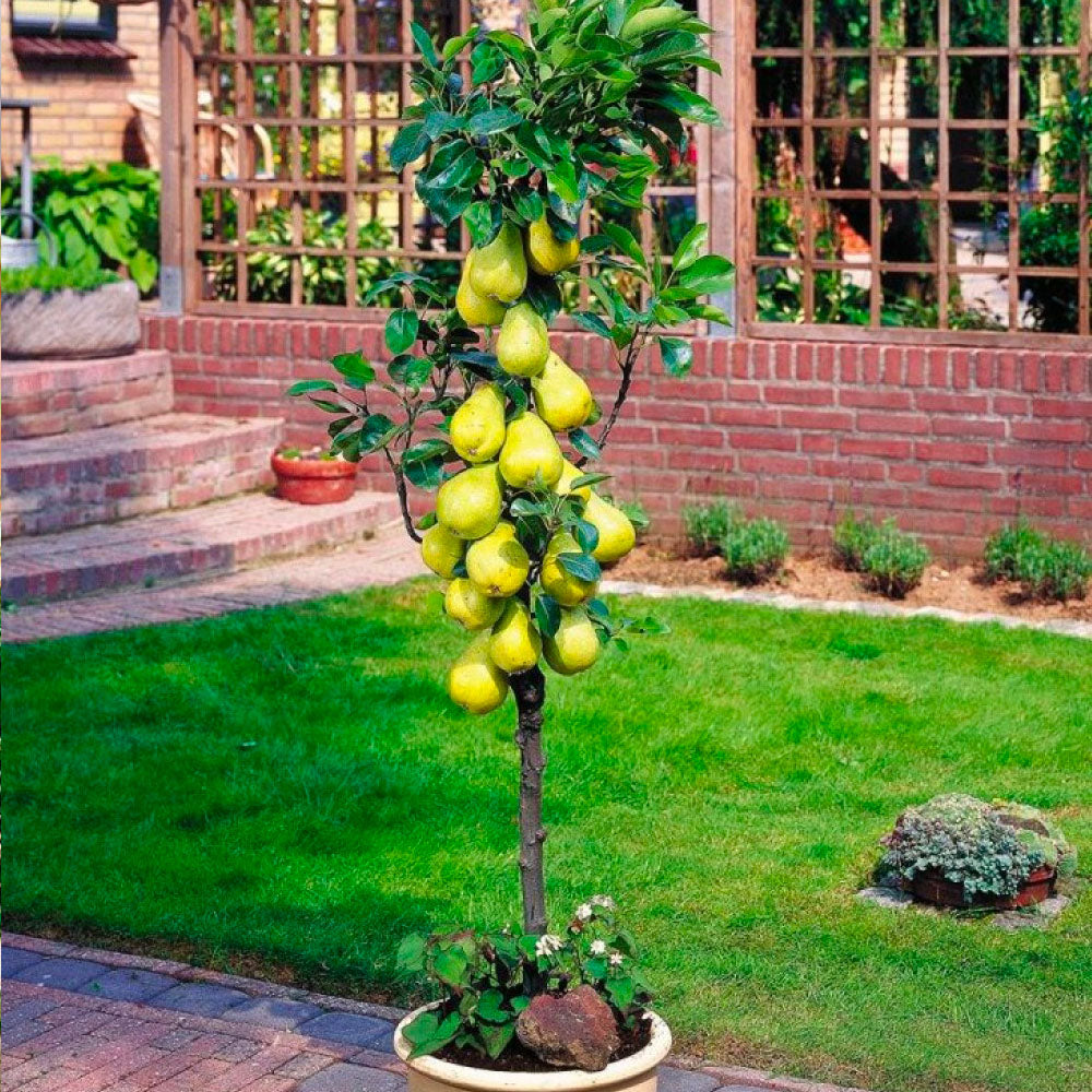 Assortiment composé de 6 arbres fruitiers colonnaires