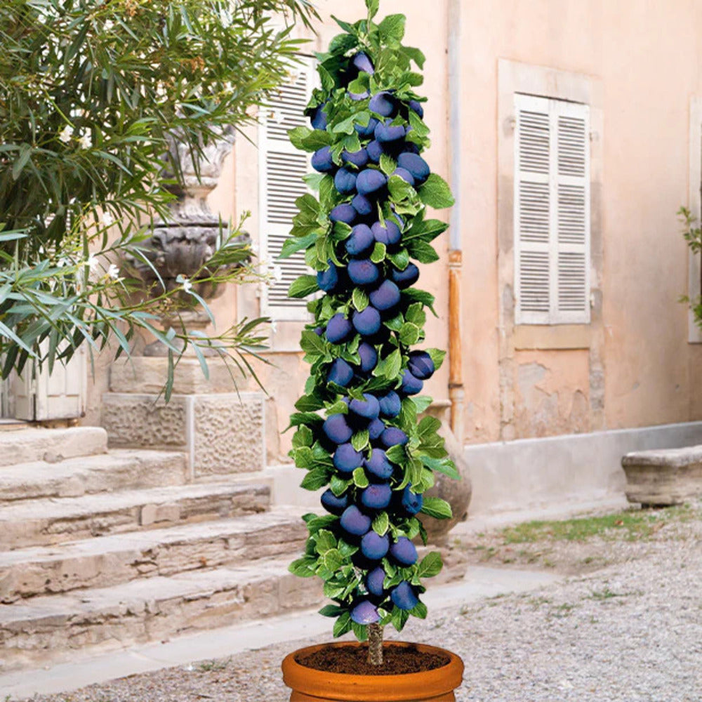 Assortiment composé de 6 arbres fruitiers colonnaires
