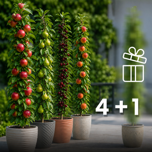 Assortiment composé de 4 + 1 arbres fruitiers colonnaires