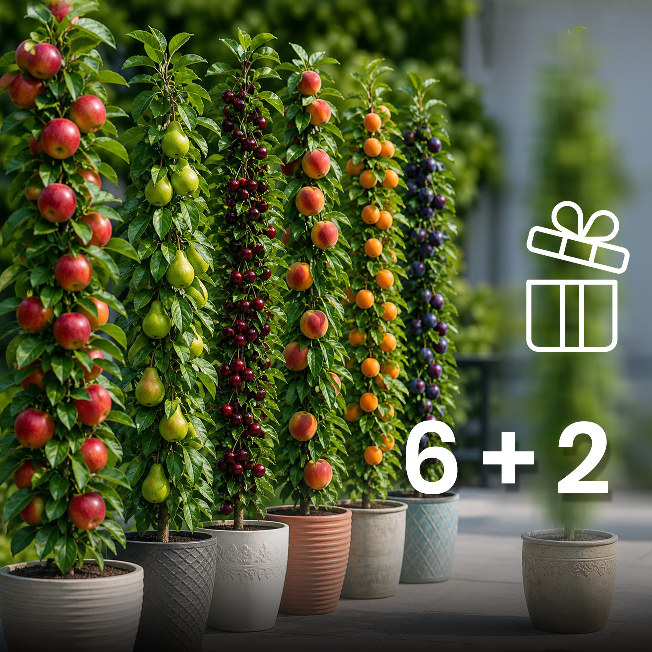 Assortiment composé de 6 + 2 arbres fruitiers colonnaires