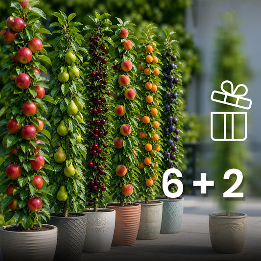 Assortiment composé de 6 + 2 arbres fruitiers colonnaires