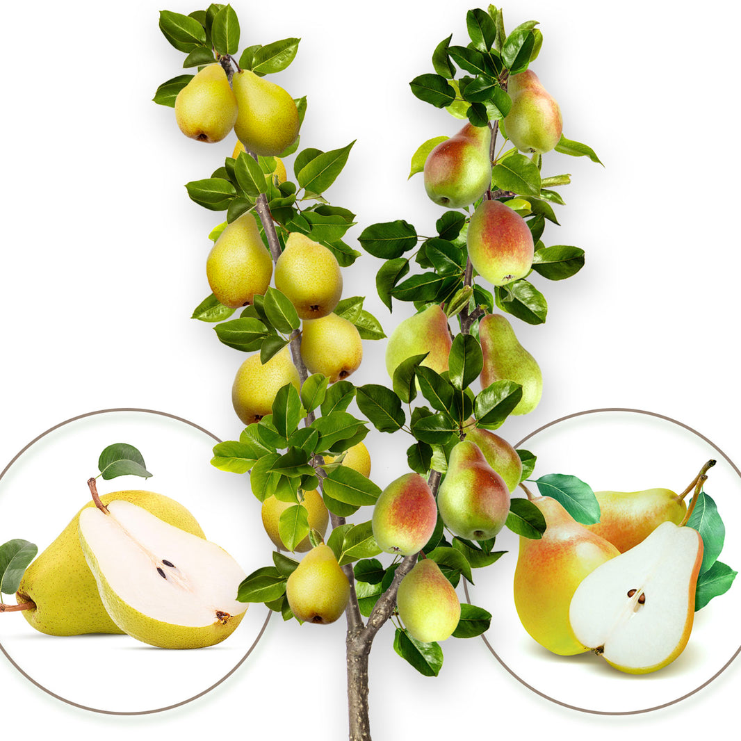 Order page – Columnar Tree