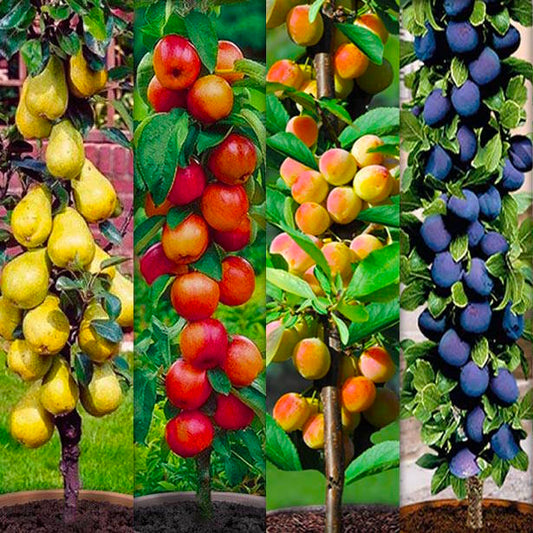 Assortiment composé de 4 arbres fruitiers colonnaires