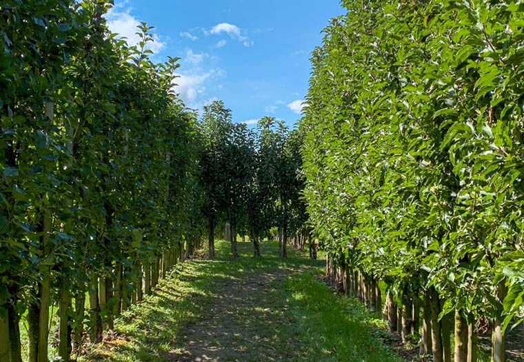Pflanzanleitung für Säulenobstbäume Columnar Tree