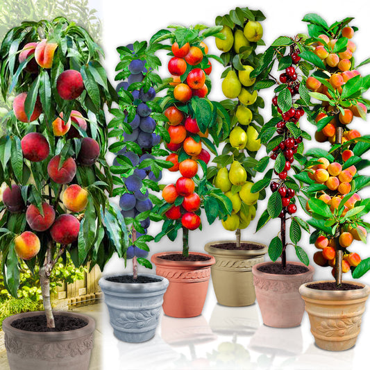 Assortiment composé de 6 arbres fruitiers colonnaires